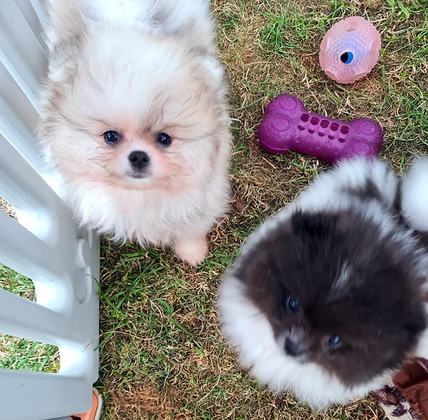 Pomeranian Gino_Sunny