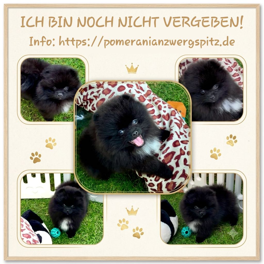 collage Pomeranian Gino_Sunny